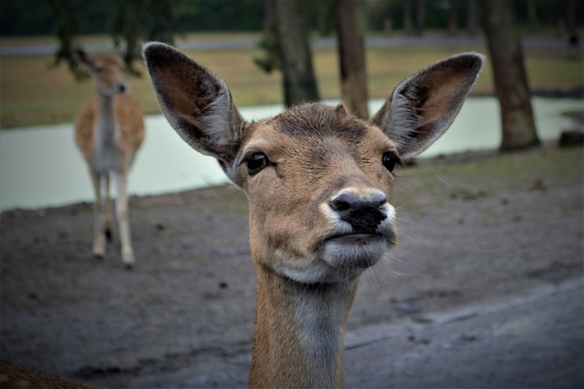 温顺可爱的红鹿图片