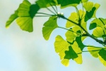 Fresh and beautiful ginkgo tree pictures