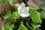 Wood sorrel pictures HD computer wallpaper