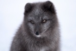 Arctic fox pictures desktop wallpaper