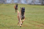 Belgian Malinois Dog Pictures
