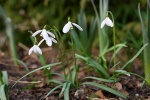 White snowdrop pictures desktop wallpaper