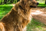 Golden Retriever Pictures