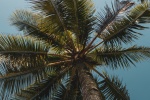 Coconut tree pictures desktop wallpaper
