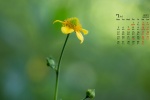 Fresh and elegant flowers desktop calendar wallpaper for July 2021