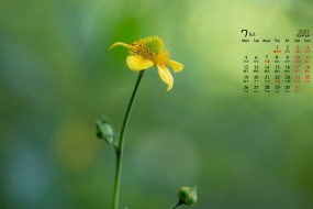 Fresh and elegant flowers desktop calendar wallpaper for July 2021