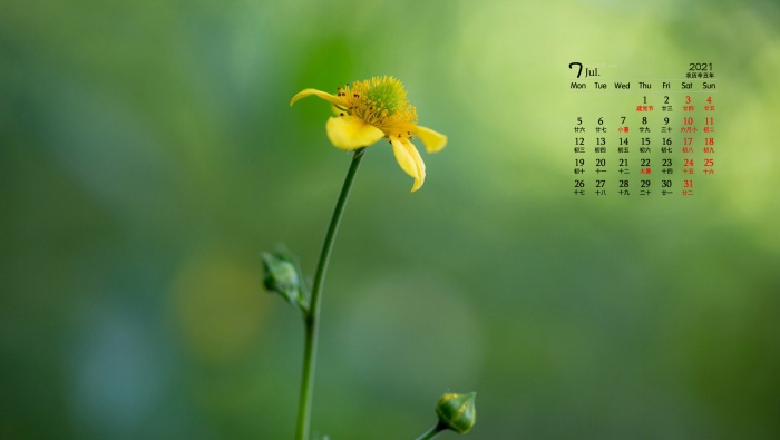 Fresh and elegant flowers desktop calendar wallpaper for July 2021
