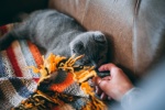 Folded cat pictures desktop wallpaper