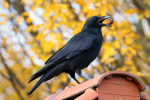 Picture of crow with jet black feathers