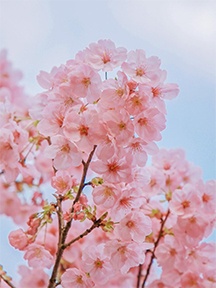 粉色樱花唯美壁纸