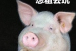 Collection of cute pig related emoticons