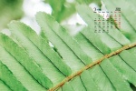 2022年3月护眼绿色电脑日历壁纸
