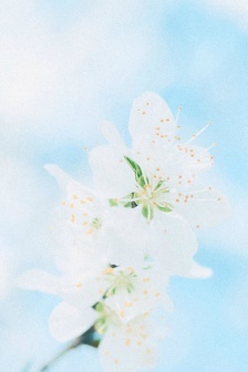 Small fresh flowers mobile wallpaper pictures