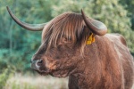 Long haired Scottish cow pictures
