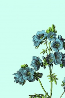 簡約花朵插畫手機壁紙