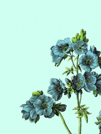 简约花朵插画手机壁纸