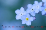 August 2021 Chinese Valentine's Day forget-me-not desktop calendar wallpaper