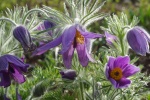 HD Wildflower Pulsatilla Pictures Desktop Wallpaper