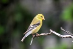 Small and cute goldfinch pictures