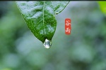 節氣穀雨高清桌麵壁紙圖片