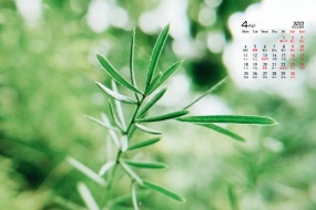 April 2022 HD eye-protecting green plant calendar wallpaper