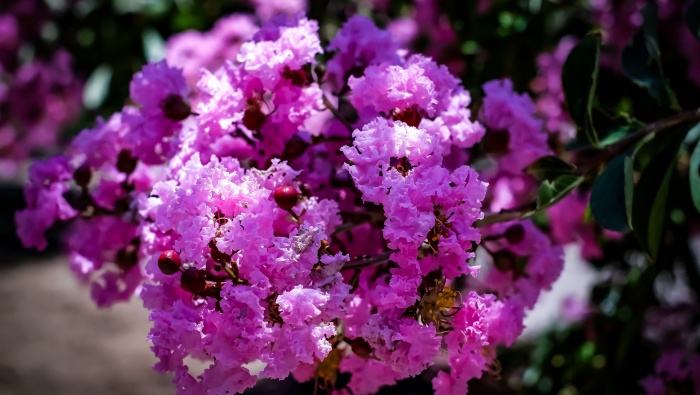 HD crape myrtle flower pictures desktop wallpaper