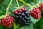 HD blackberry fruit computer wallpaper