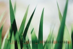 Eye-protecting grass green leaves desktop calendar wallpaper for October 2021