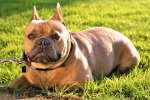 Medium sized dog bulldog pictures