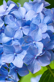 繡球花手機壁紙圖片