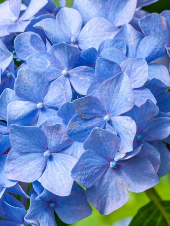 绣球花手机壁纸图片