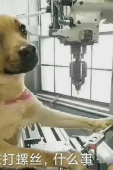 Must-have emoticons for International Puppy Day