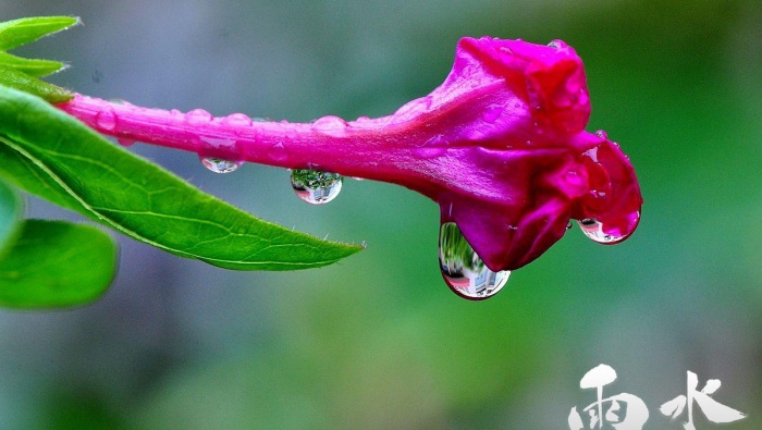 Rain solar term fresh eye protection picture desktop wallpaper