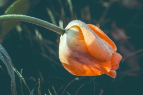 鲜花上的水滴珠图片桌面壁纸