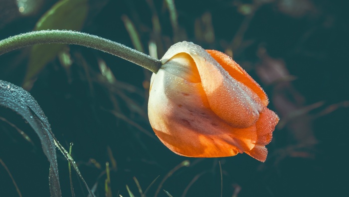 Water droplets on flowers pictures desktop wallpaper