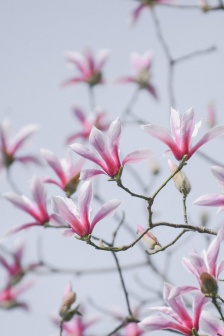 Spring Tianmu Mulan mobile wallpaper