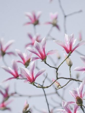 Spring Tianmu Mulan mobile wallpaper