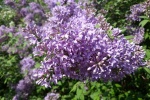 HD lilac flower pictures