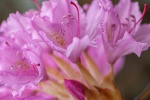 Rhododendron pictures desktop wallpaper