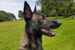 Belgian Malinois Dog Pictures