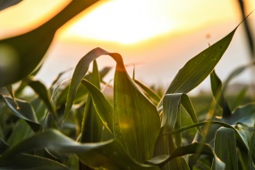 農村玉米地圖片桌麵壁紙