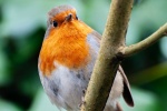 Robin on a branch picture