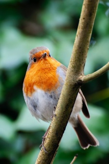 树枝上的知更鸟图片