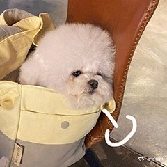 狗狗嘆氣表情包