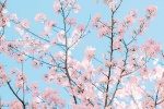 小清新櫻花樹手機壁紙圖片