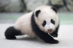 Cute giant panda baby