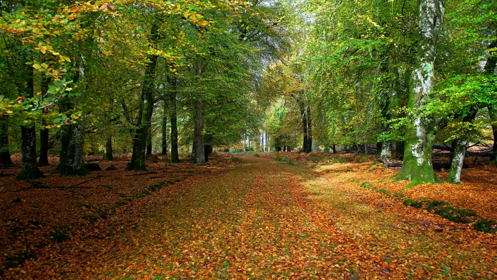 綠色自然風景圖片桌麵壁紙