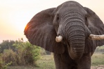 Honest and tall elephant picture desktop wallpaper