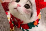 Soft cute cat Christmas themed avatar