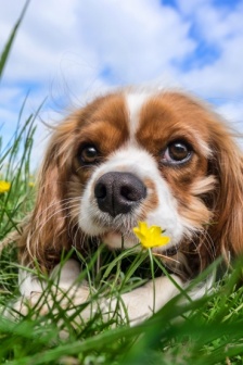 查理士王小獵犬圖片